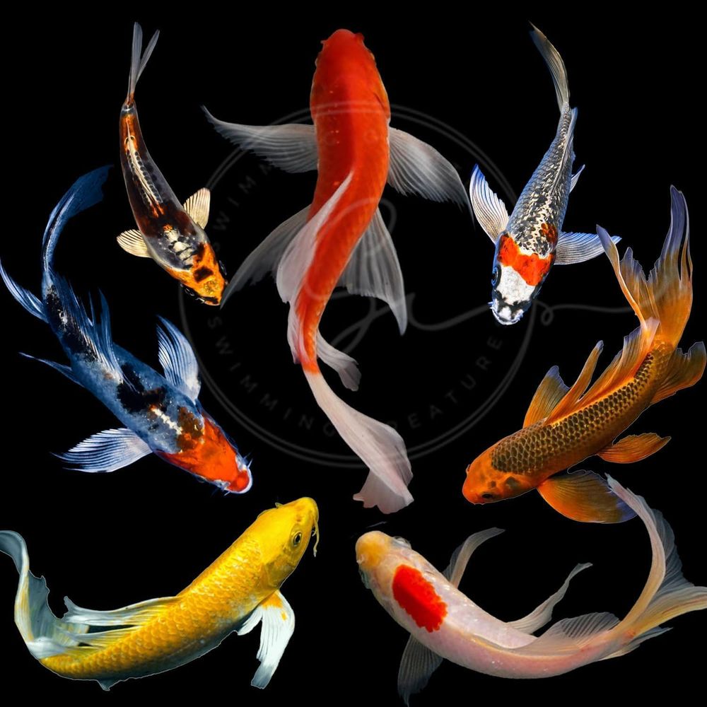Aquarium Fish Koi - Assortiment de poissons Koi vivants de