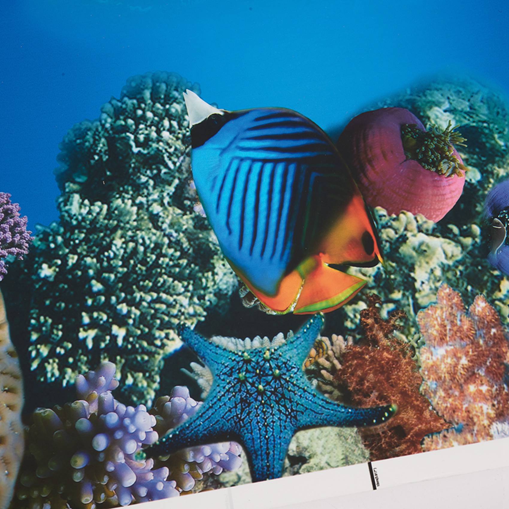 Fish In Aquarium Picture - A77I Aquarium fond papier HD image