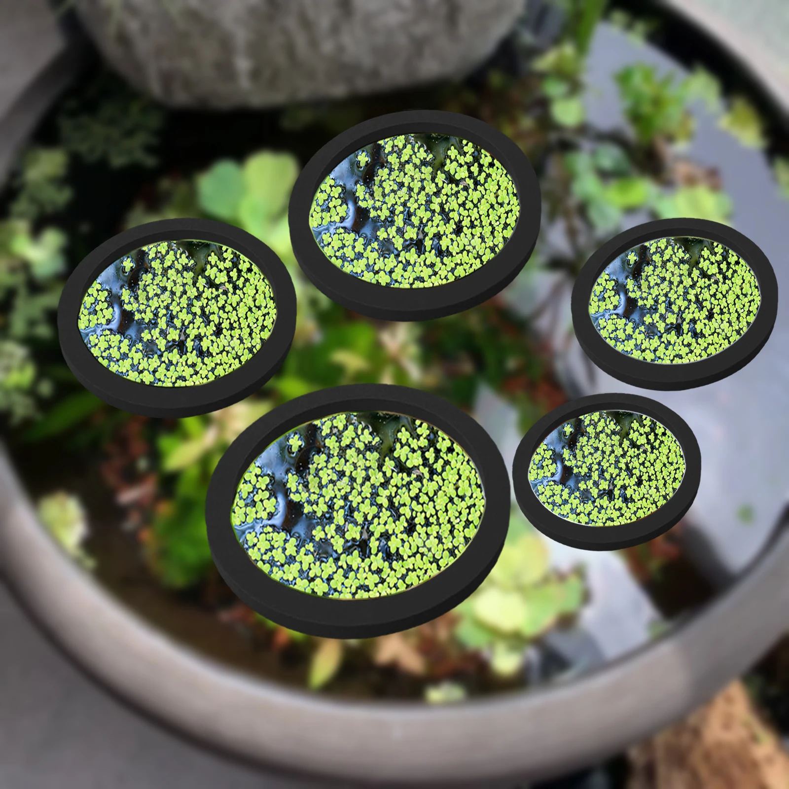 Aquarium Fish Gallery - Anneaux d'Alimentation pour Aquarium, Plante Flottante,