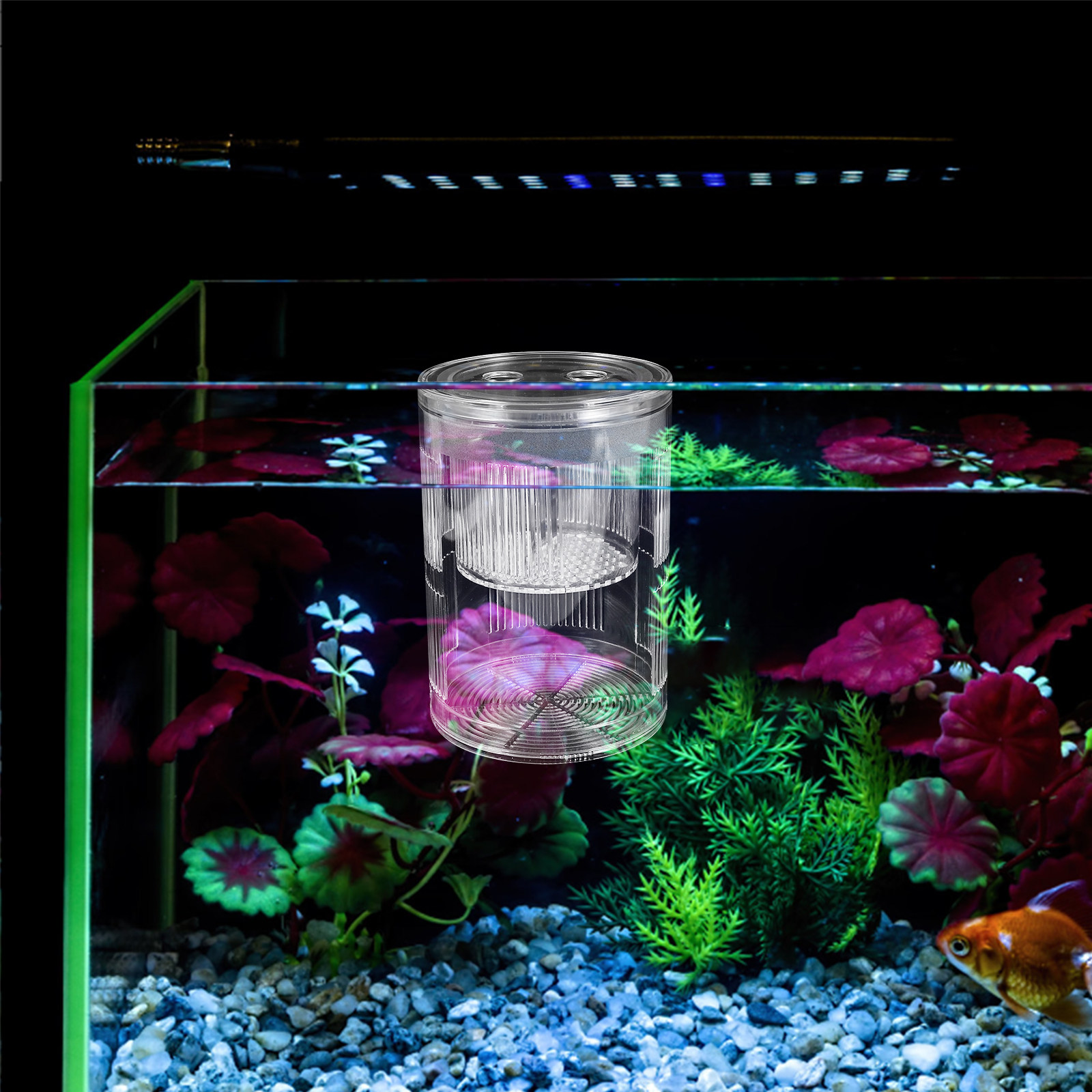 Aquarium Fish Betta - Boîte d'élevage flottante en acrylique pour