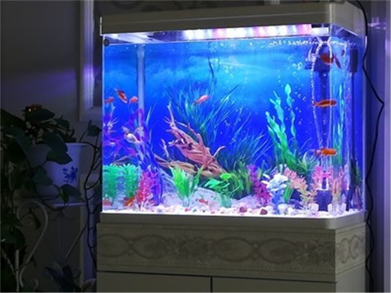Fish In Aquarium Picture - Poster de fond d'aquarium brillant double
