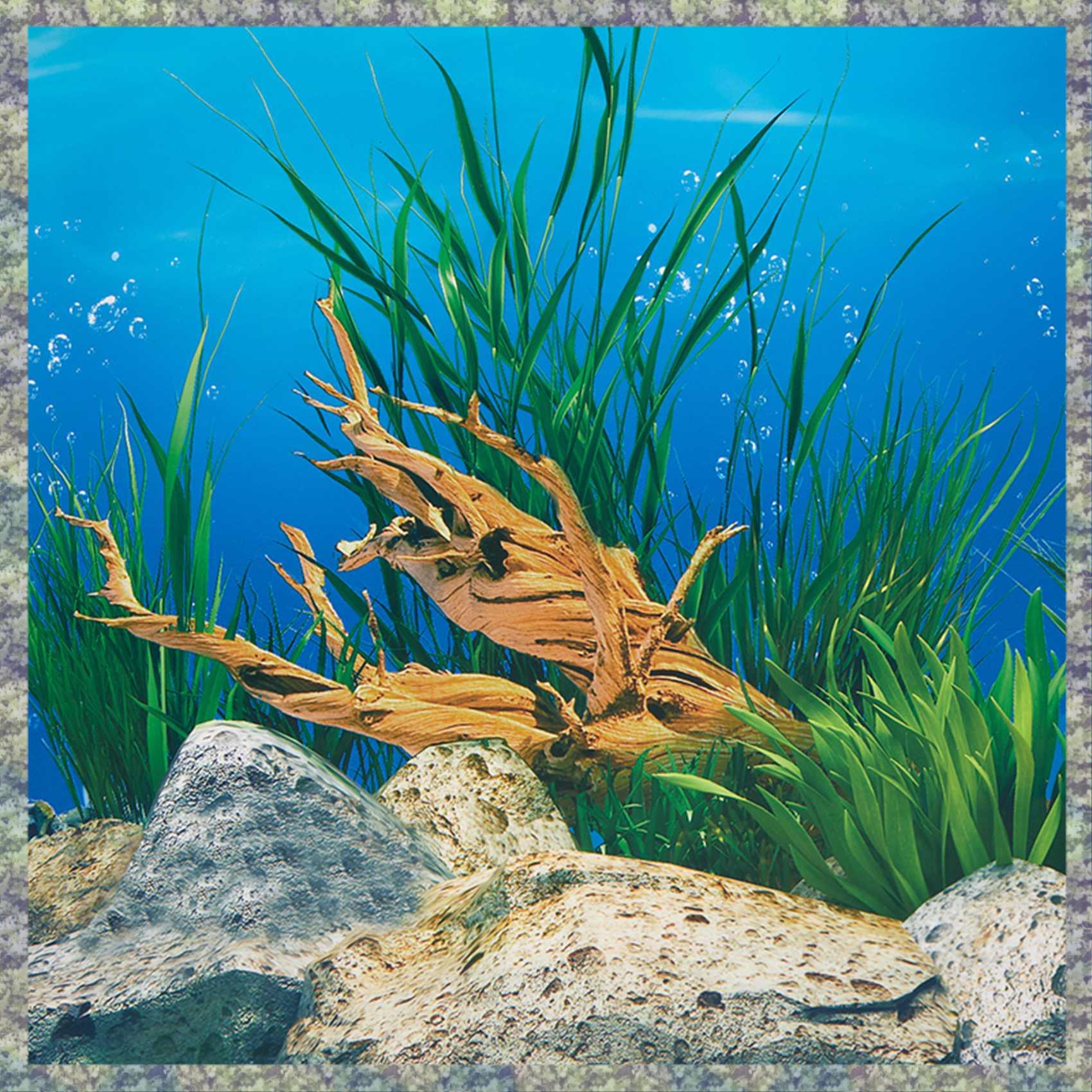 Fish In Aquarium Picture - WON Aquarium fond papier HD image