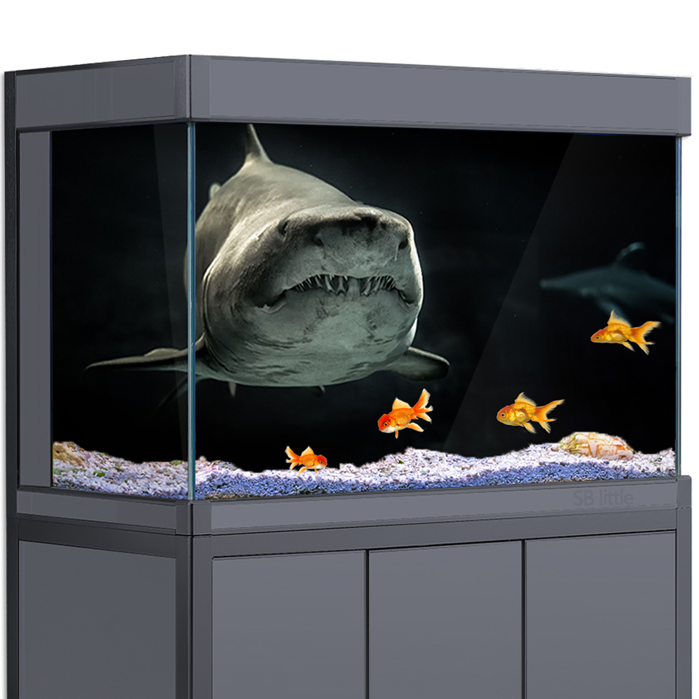 Aquarium Fish Wallpaper Hd - Fond d'aquarium 3D requin noir mer
