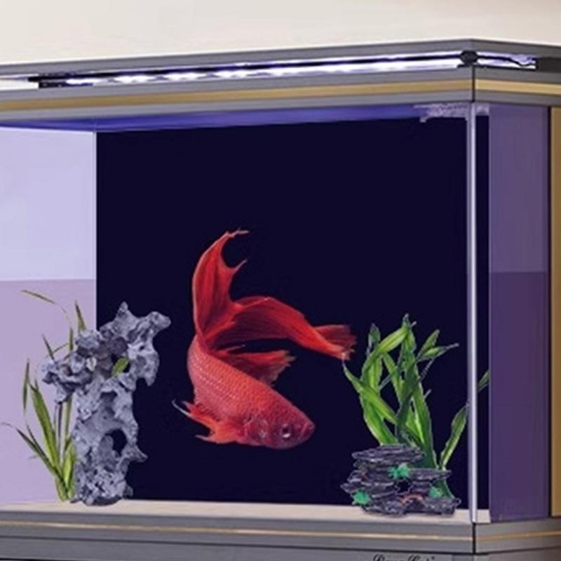 Fond d'écran d'aquarium noir e - Fish In Aquarium Picture avis et prix