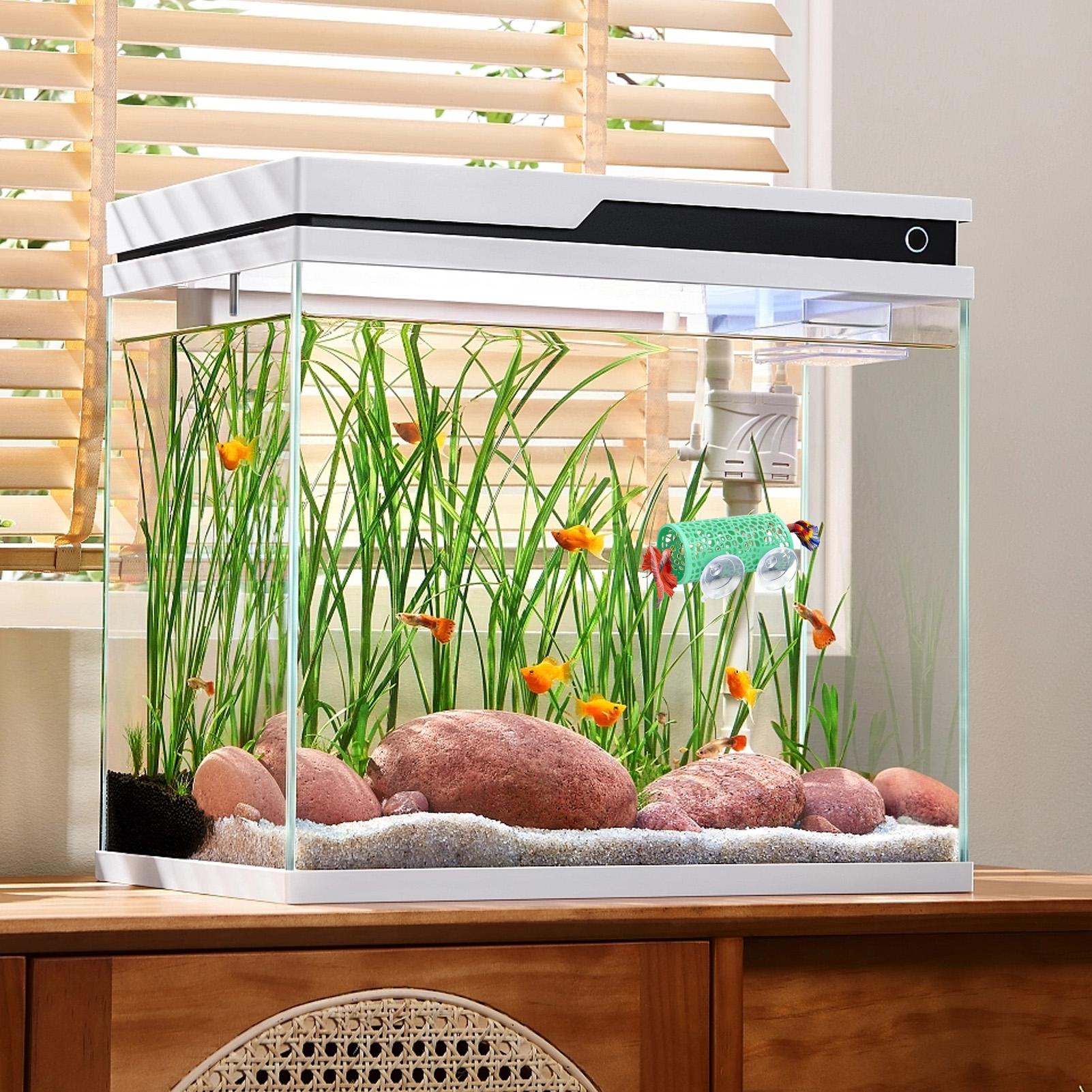 Habitat pour betta, abri de re - Aquarium Fish Betta avis et prix
