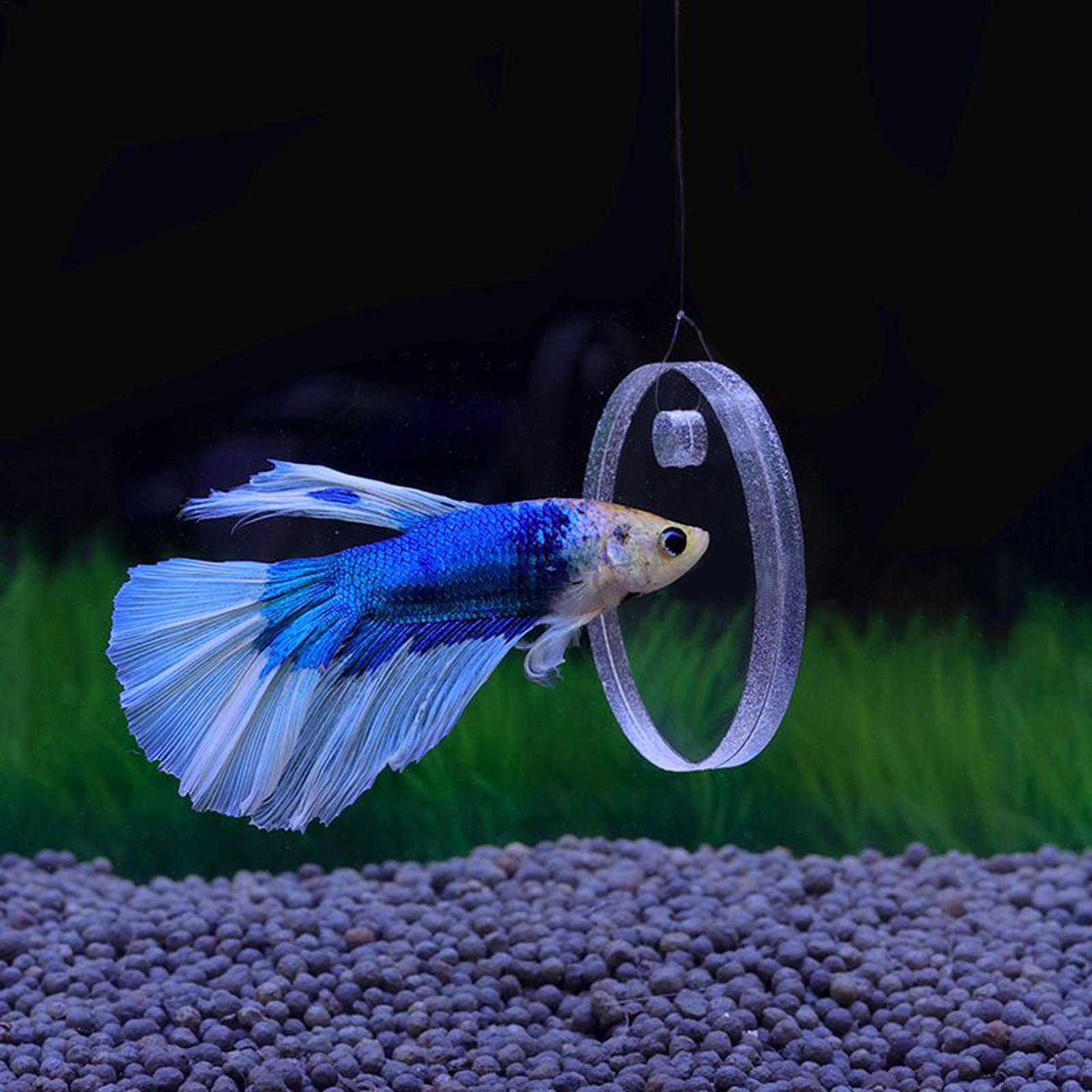 Anneau d'alimentation flottant - Aquarium Fish Betta avis et prix