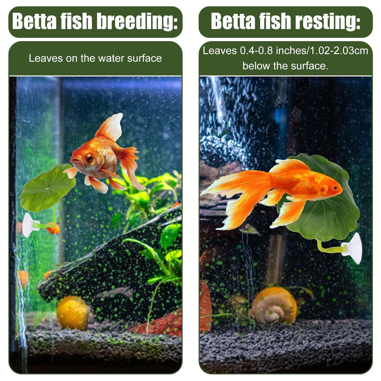 Hamac à poisson Betta 5 pièces - Aquarium Fish Betta avis et prix