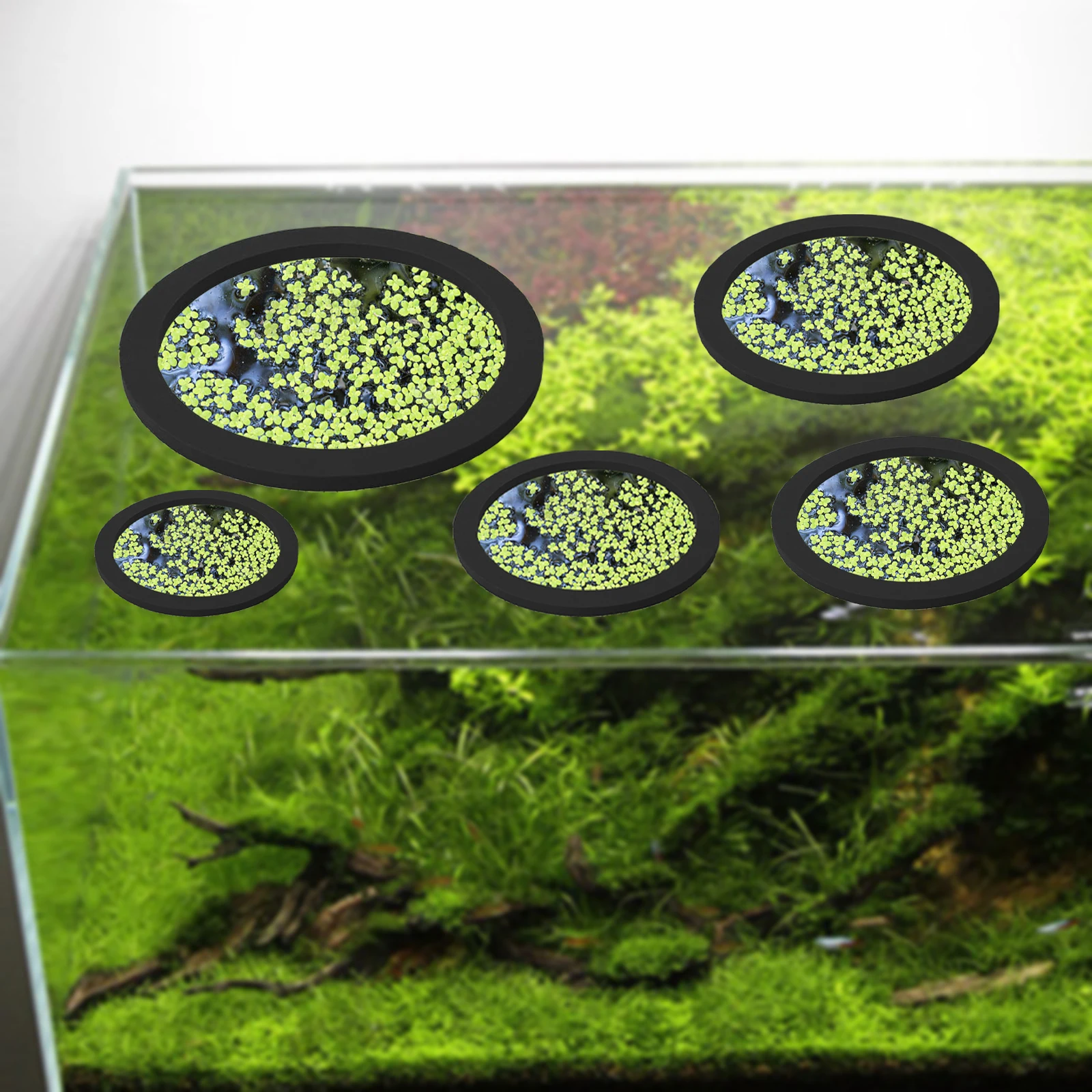 Anneaux d'Alimentation pour Aq - Aquarium Fish Gallery avis et prix