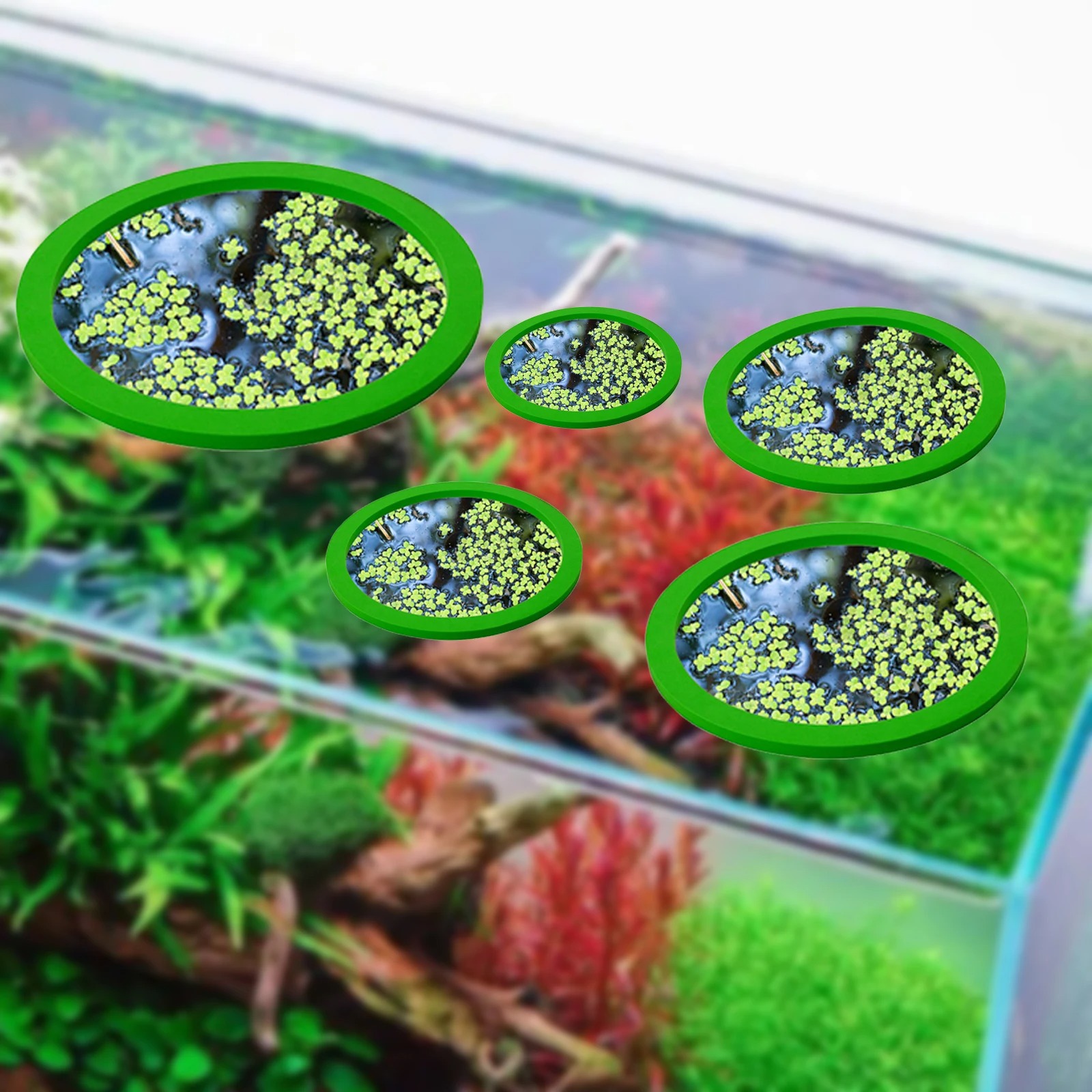 Anneaux d'Alimentation pour Aq - Aquarium Fish Gallery avis et prix