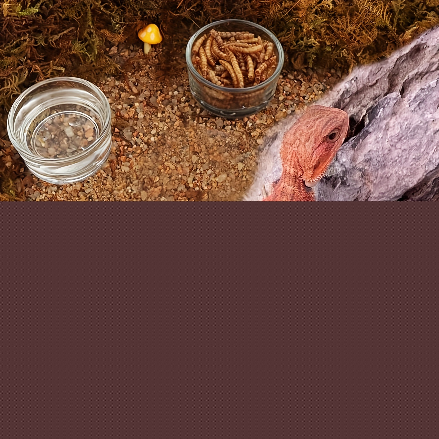 Aquarium en verre de petite ta - Aquarium Fish Feeder avis et prix