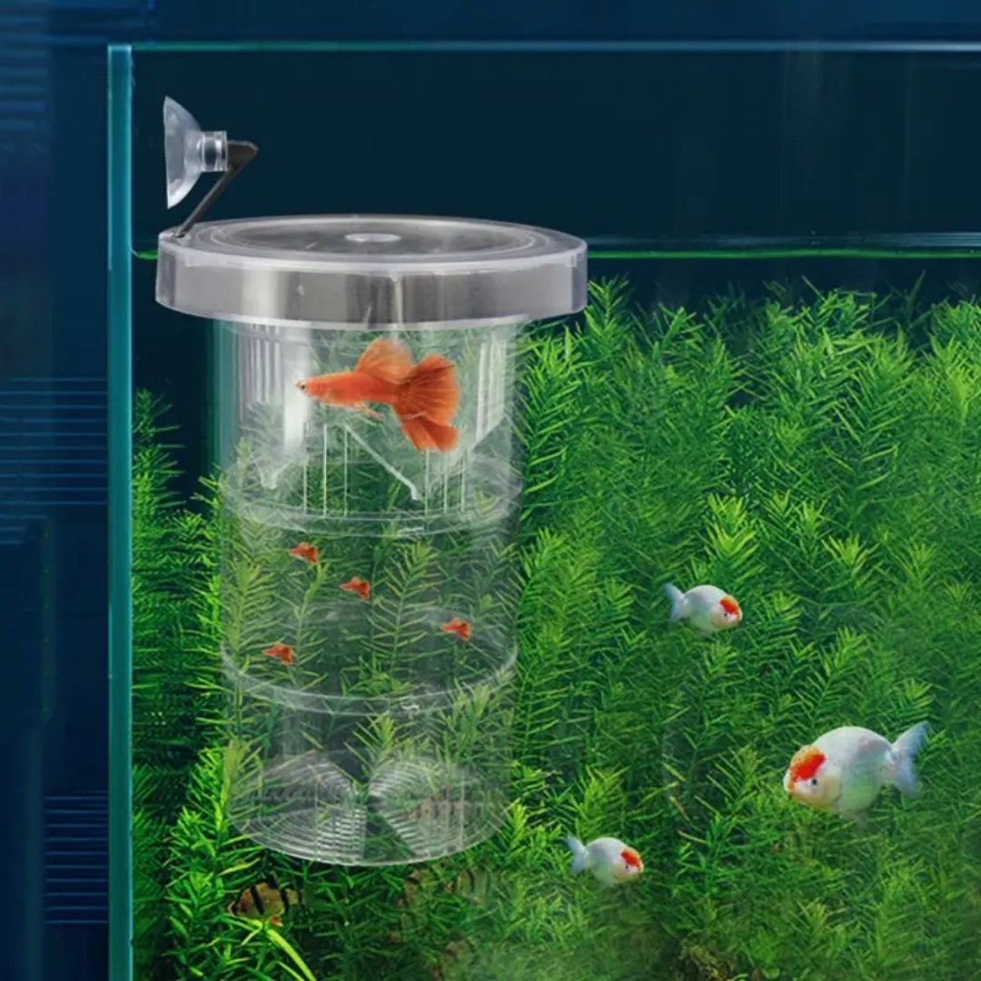 Boîte d'isolation flottante en - Aquarium Fish Feeder avis et prix