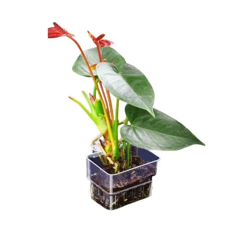 Panier de plantation hydroponi - Aquarium Fish Pot avis et prix