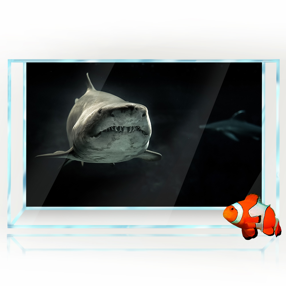 Fond d'aquarium 3D requin noir - Aquarium Fish Wallpaper Hd avis et prix